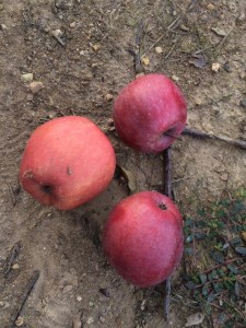 15779_10152688664465791_71964358739821850_n