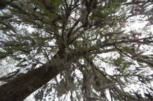 11130219_10153164596955791_2172364493997841718_n