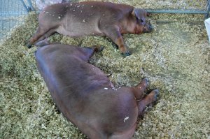 38132_456897485790_1326560_n