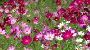 stock-footage-cosmos-flowers-swaying-in-the-breeze